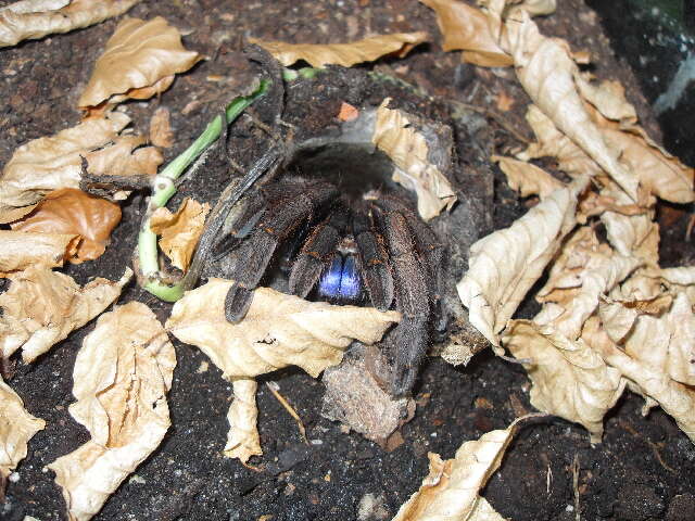 Image of tarantulas