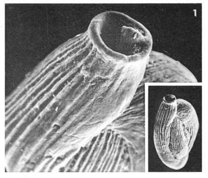 Image of Quinqueloculina parisiensis d'Orbigny 1850