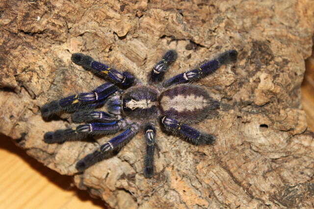 Image of Poecilotheria