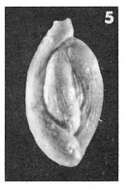Image of Quinqueloculina striata d'Orbigny ex Guérin-Méneville 1832