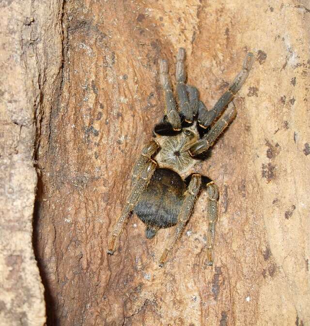 Image of tarantulas