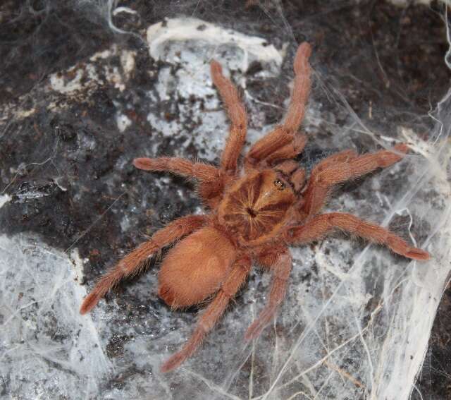 Image of tarantulas