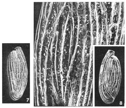 Image of Quinqueloculina costata d'Orbigny ex Terquem 1878