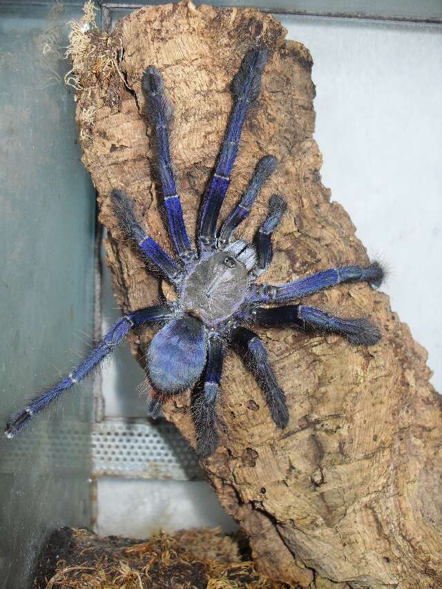 Image of tarantulas