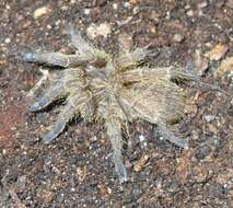 Image of tarantulas