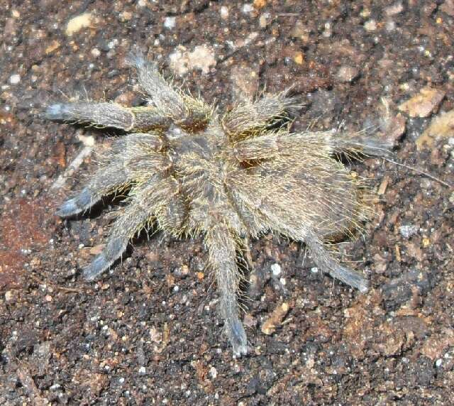 Image of tarantulas