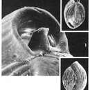 Quinqueloculina crassa d'Orbigny 1850的圖片