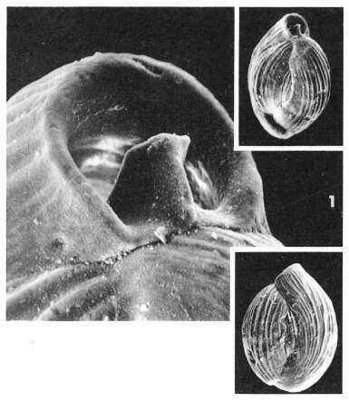 Image of Quinqueloculina crassa d'Orbigny 1850