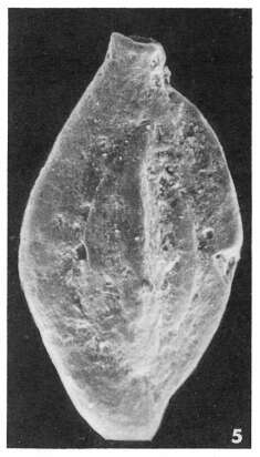 Image of Quinqueloculina lippa Le Calvez 1947