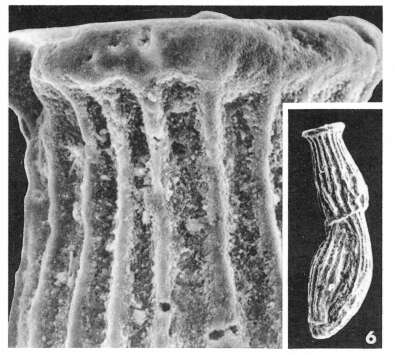 Sivun Articulina nitida d'Orbigny ex Guérin-Méneville 1832 kuva