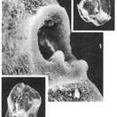 Image of Quinqueloculina hexacostata Le Calvez 1947