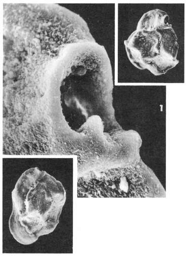 Image of Quinqueloculina hexacostata Le Calvez 1947