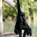 صورة Ateles É. Geoffroy Saint-Hilaire 1806