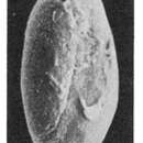 Слика од <i>Quinqueloculina</i> (<i>Scutuloris</i>) <i>reicheli</i> Le Calvez 1966