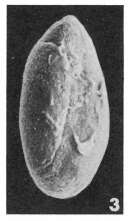 Image of <i>Quinqueloculina</i> (<i>Scutuloris</i>) <i>reicheli</i> Le Calvez 1966