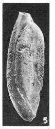 Image of Miliola rostrata (Terquem 1882)