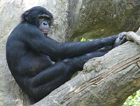 Sivun Simpanssit kuva
