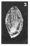 Image of Quinqueloculina crassicostata Terquem Em. Le Calvez 1947