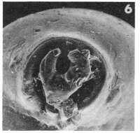 Image of Pyrgo ringens (Lamarck 1804)