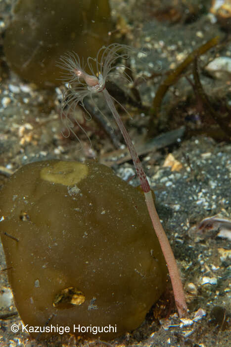 صورة Corymorpha tomoensis Ikeda 1910