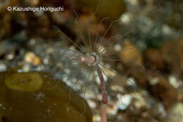 صورة Corymorpha tomoensis Ikeda 1910