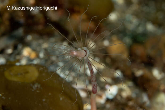 صورة Corymorpha tomoensis Ikeda 1910