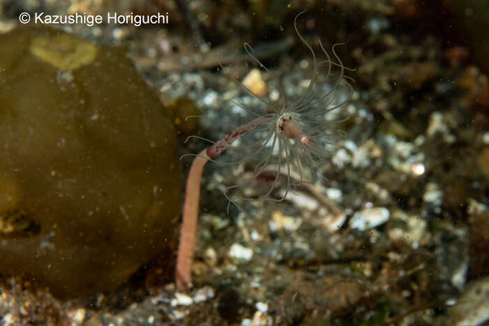 صورة Corymorpha tomoensis Ikeda 1910