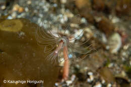 صورة Corymorpha tomoensis Ikeda 1910