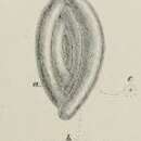 Image of Spiroloculina proboscidea Schwager 1883