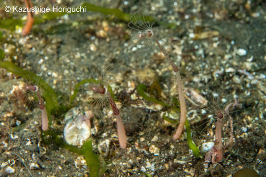 صورة Corymorpha tomoensis Ikeda 1910