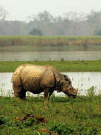 Image de rhinocéros
