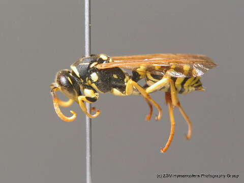 Image of Paper wasp