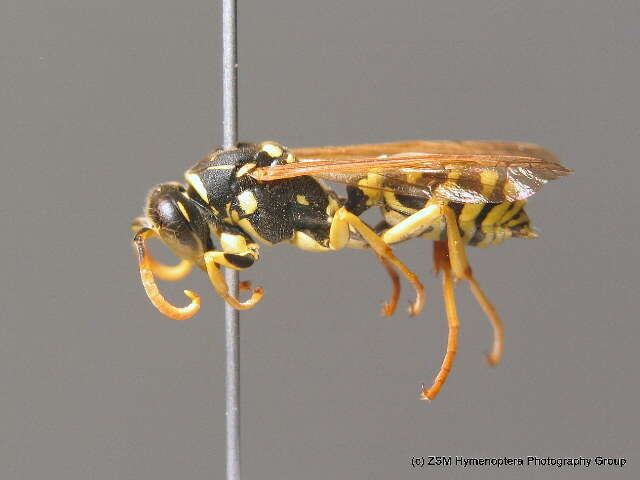 Image of Paper wasp