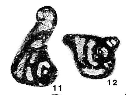 Image of Quasilituotuba subplana Brazhnikova 1983