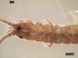 Image of clawfooted marine isopod