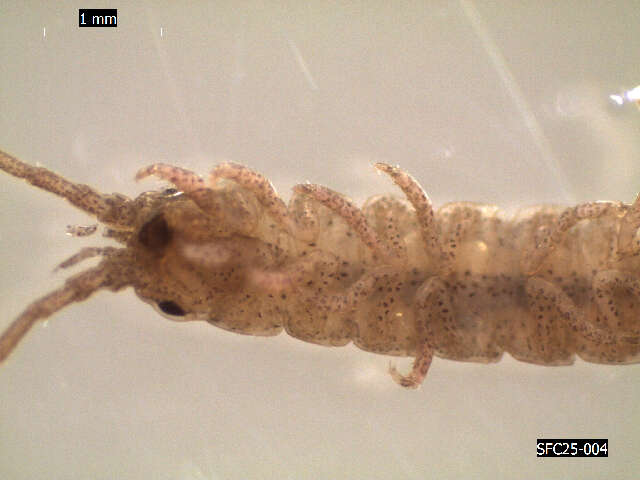 Image of clawfooted marine isopod