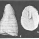 Image of Howchinia bradyana (Howchin 1888)