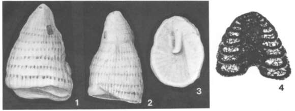 Image de Howchinia bradyana (Howchin 1888)