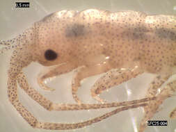 Image of clawfooted marine isopod