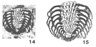 Image of Lasiotrochus tatoiensis Reichel 1946