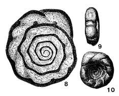 Image of Carbonella spectabilis Dain 1953