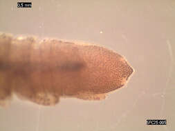 Image of clawfooted marine isopod
