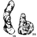 Image of <i>Rectoseptatournayella stylaensis</i> (Brazhnikova & Rostovtseva 1963)