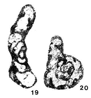 Image of <i>Rectoseptatournayella stylaensis</i> (Brazhnikova & Rostovtseva 1963)