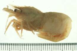 Image of punctate blade shrimp