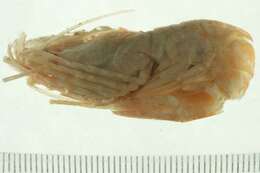 Image of parrot bladed shrimp