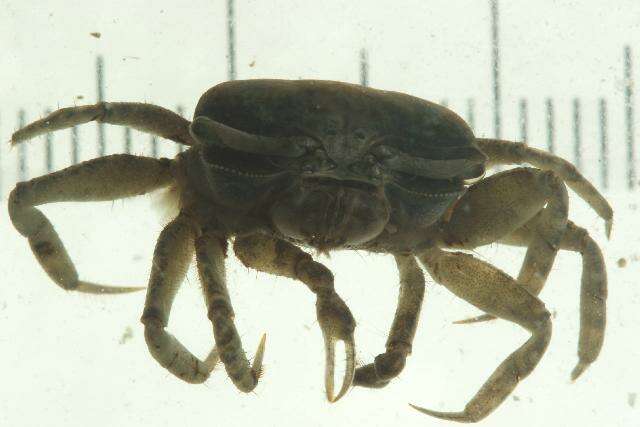 Image of Ocypodidae Rafinesque 1815