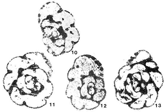 Image de Avesnella streeli Conil & Lys 1970