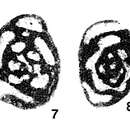 Neoseptaglomospiranella dainae (Lipina 1955) resmi