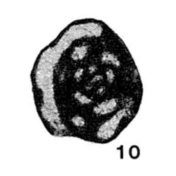 Image of Glomospiranella asiatica Lipina 1951
